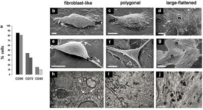 Woven bone formation and mineralization by rat mesenchymal stromal cells imply increased expression of the intermediate filament desmin